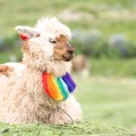 5 Destinos Imperdibles para Disfrutar de la Primavera en Perú
