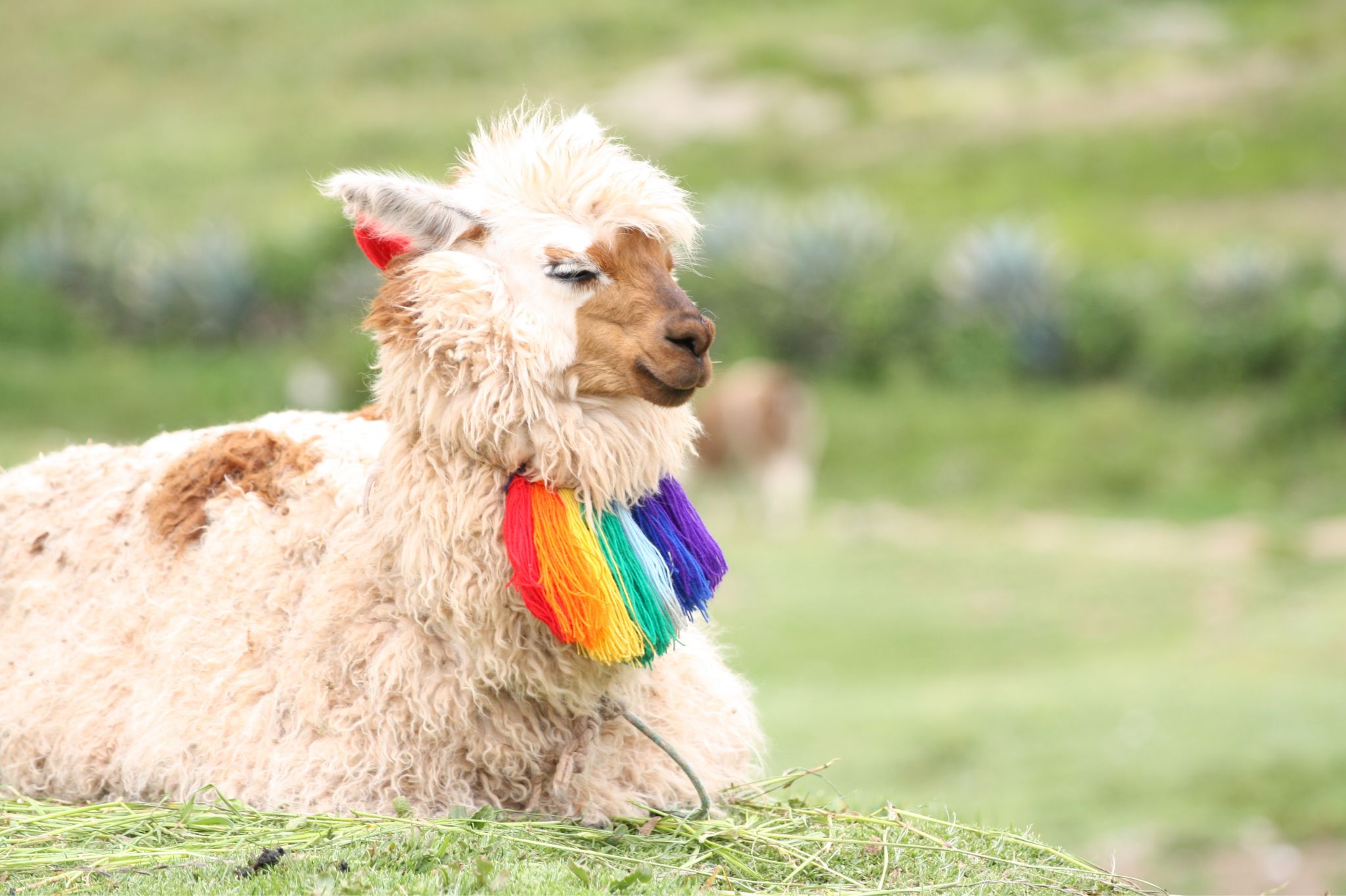 5 Destinos Imperdibles para Disfrutar de la Primavera en Perú