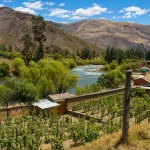 Wayocari: el vino cusqueño producido en urubamba fue reconocido crítico británico