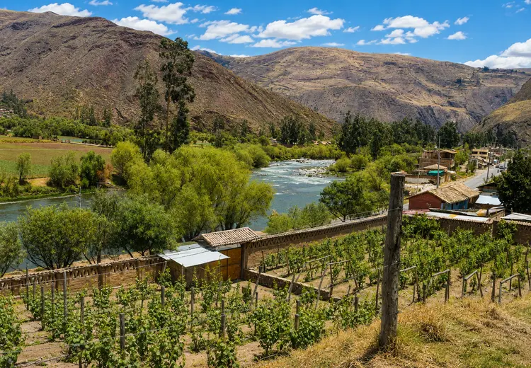 Wayocari: el vino cusqueño producido en urubamba fue reconocido crítico británico