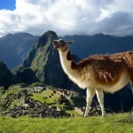 La llama en Perú historia, cultura y dónde verla