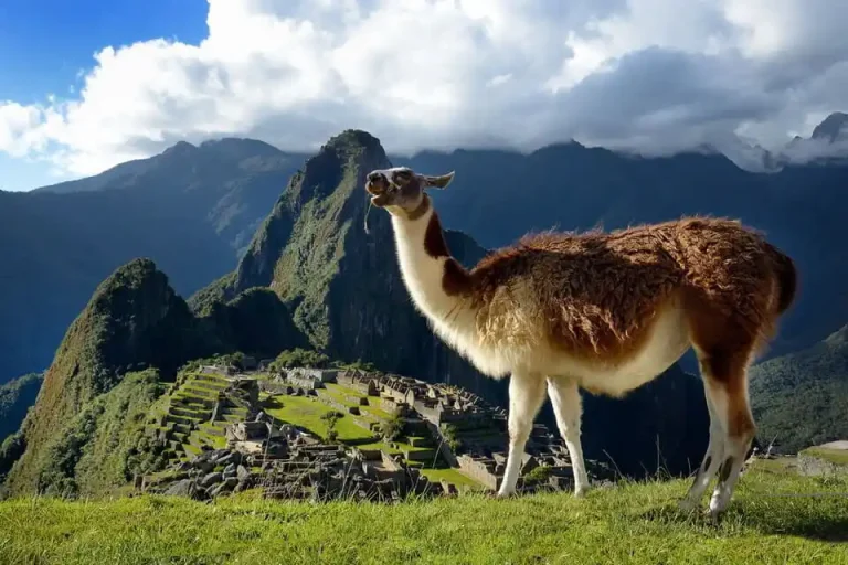 La llama en Perú historia, cultura y dónde verla